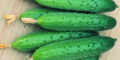 Aprilski krastavci: recenzije, fotografije, opis